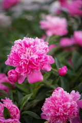 Obraz premium Photo of a rose bush of peonies in the garden.