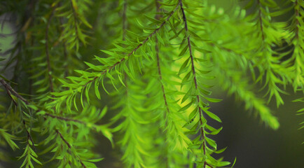 close up of pine needles