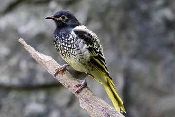 Critically Endangered Australian Regent Honeyeater