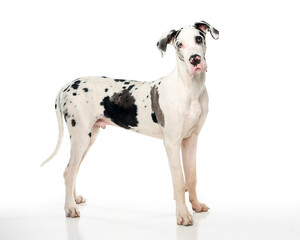 Black and white Great Dane Standing looking at the camera with a head tilt shot on white background