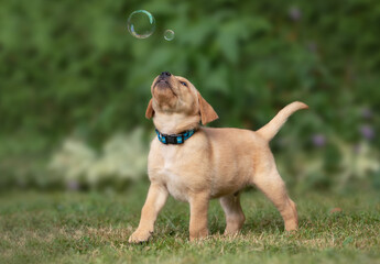 Yellow lab puppy playing with bubbles outside 