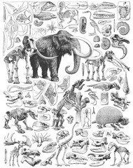Paleontology - Jurassic period - animal fossils and skeletons collection - vintage engraved illustration from Larousse du xxe siècle © Hein Nouwens