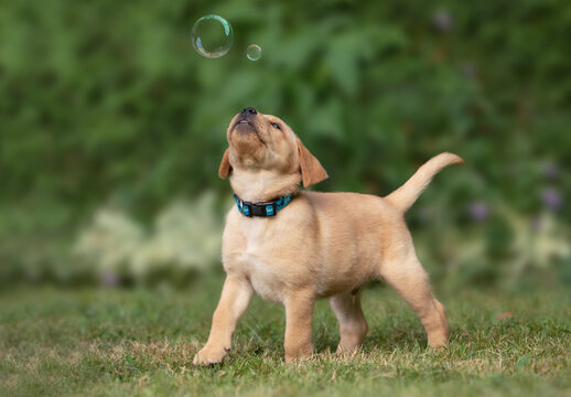 Yellow Lab Puppy Playing With Bubbles Outside 