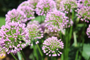 purple and white flowers