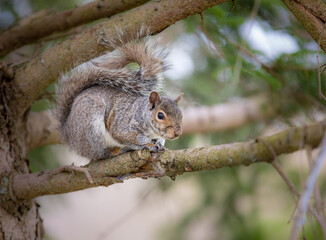 Naklejka na ściany i meble Grey squirrel in a tree facing right
