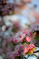 Des fleurs au printemps