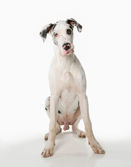 Great Dane on white background sitting looking goofy at camera