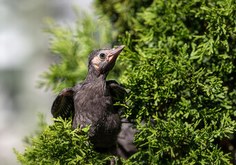 Baby Grackle standing in cedar tree