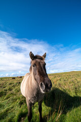Horses graze on a green meadow in Iceland