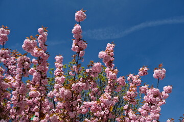 blossoming pink flowers on tree