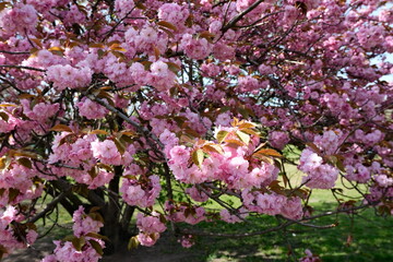 pink blossoming flowers on the tree
