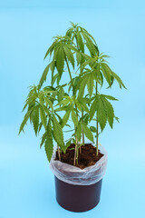 Cannabis plant on flower pot Cannabis plant  Marijuana plant banner. Hemp or cannabis plant in flower pot isolated on blue background.