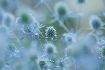 Soft blue/green image of a Blue Thistle plant and a small orange moth