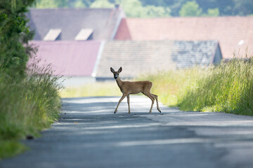 Reh Wildwechsel