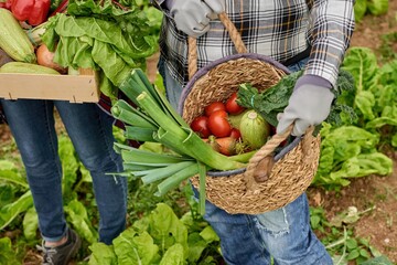 Crop harvesters with fresh vegetables in box and wicker basket