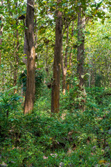Obraz premium Teak tree in the teak forest in East Java, Malang