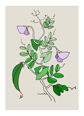 Home decor printable line art. Hand drawn vector illustrations of pea plant with pods and flowers on gray background. Contemporary design for prints, posters, cards, textile