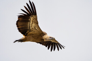 Griffon vulture, Gyps fulvus in Monfrague National Park. Extremadura, Spain