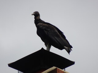 Black Vulture Black Buzzard perched on chimney in front of cloud