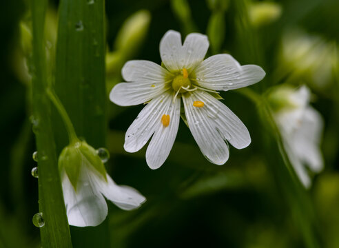 Closeup of white eyebright flowers in a sunny garden with dewdrops on tall blades of grass
