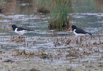Pair of Eurasian oystercatchers walking around in the marshes, looking for food