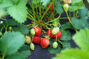 Strawberry growing at the farm. Technology of the berries cultivation. Strawberries grow under...