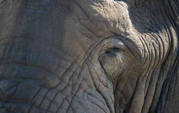 elephant eye close up