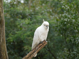 white cockatoo parrot