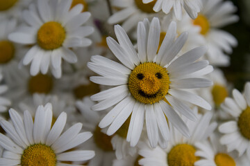 Fototapeta premium chamomile flower in a bouquet - smiley