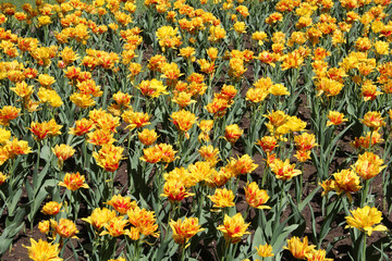 Obraz premium Large yellow tulips in a city flowerbed
