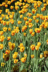 Large yellow tulips in a city flowerbed