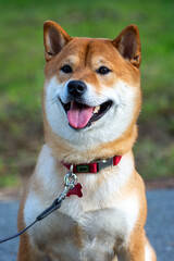 Portrait of a cute Japanese dog Shiba Inu on a background of green grass.