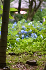 森から見る青い紫陽花