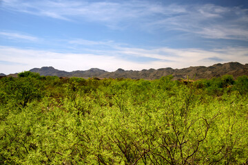 Green trees in valley with desert mountains