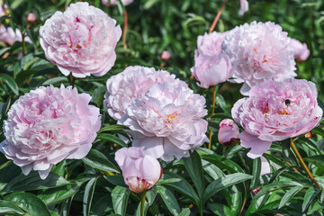 Blush Queen peony is milky-flowered with giant double-shaped flowers. They are creamy white with delicate light pink hues. 