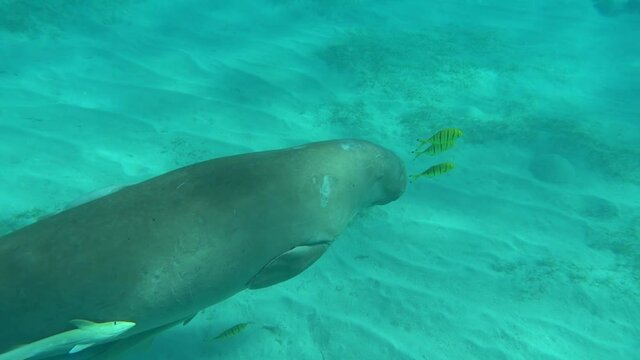 Dugongo. Sea Cow in Marsa Alam. Marsa Mubarak bay.