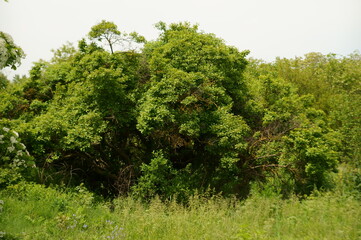 Trees covered with green leaves. Spring.