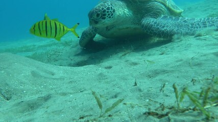 Big Green turtle on the reefs of the Red Sea.