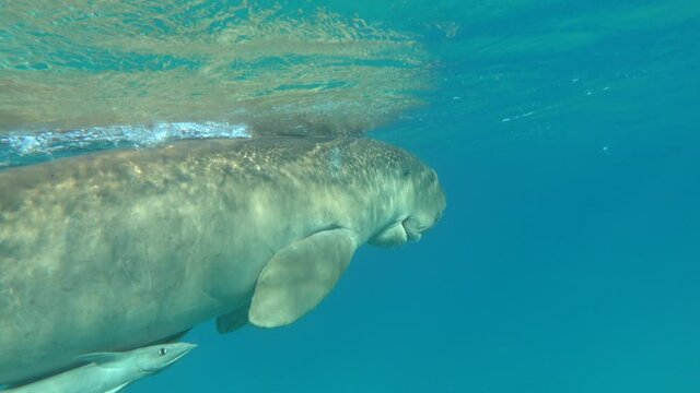 Dugongo. Sea Cow in Marsa Alam. Marsa Mubarak bay.