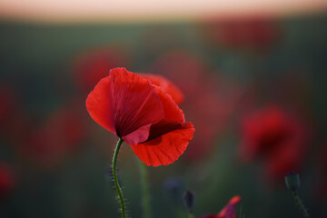 Red poppy flower in the field at evening twilight at sunset. Close-up, selective focus.
