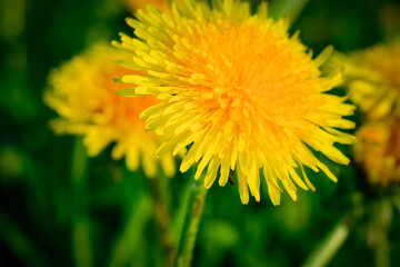 yellow dandelion flower