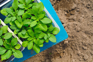 seedling spring garden plants