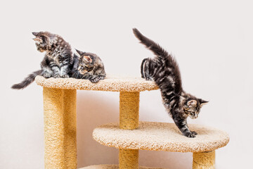 Three maine coon kittens with a long fluffy tail are playing on scratching post against light wall