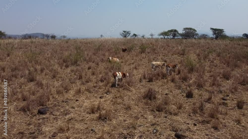 Sticker toma aérea de vacas con ganaderos