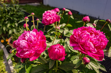 blossoming red peonies