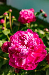 blossoming red peonies