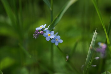 forget me not, green background, spring 