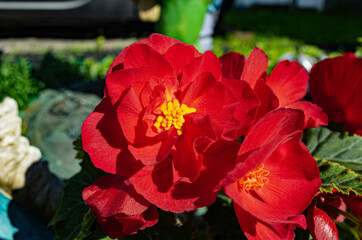 blossoming begonia