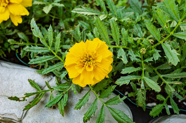blossoming marigolds