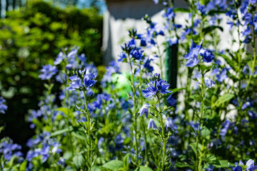 veronica austriaca royal blue